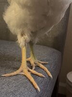 CC67D67B-493C-426D-9BCA-388602CEED5A.jpeg