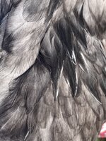 9FD5166D-AAE2-4408-BB91-D4933896C53B.jpeg