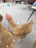 391C6836-D92E-4F6C-9215-7F542B1357E5.jpeg