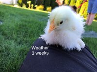 895E7175-CC94-4362-A3B1-C6EEF6696AF5.jpeg