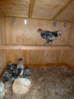 inside w roost.jpg inside w roost.jpg