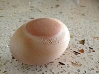 1 white banded egg.jpeg