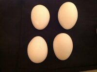 5 misshaped eggs.jpg