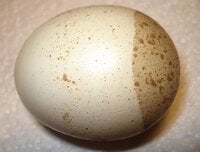 7 pigmentation egg.jpg