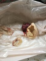 D7C5DDAF-E50D-405C-B923-4CC77DF835EA.jpeg