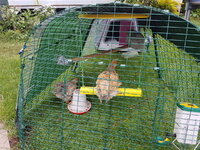 Chcicks on swing.00.jpg