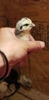 20200606_171517.jpg