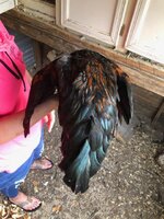 IMG_32691.jpg