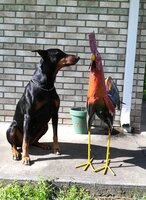 LL and the Big Chicken.jpg