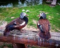 My muscovy unusual muscovy color DIRTY DENIM!.jpg