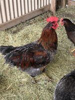 D773131E-27AD-4DA9-9A3F-94B9E15964A3.jpeg