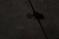 IMG_6565.JPG