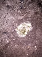 IMG_20200623_172932.jpg