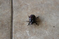 IMG_6612.JPG