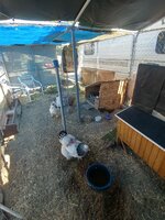 6-23-23 chicken run.jpg