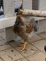 IMG_1434.JPG