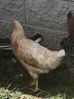 F0723608-F7E7-46B8-B2A2-B5EC8355F35E.jpeg