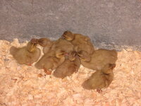 IMG_3536.JPG