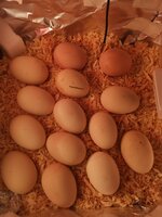 IMG_20200624_003020.jpg