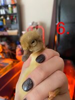 D7E78E2D-7647-486E-A1EF-9D6E094B6CB2.jpeg