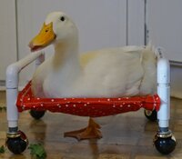 duck-with-wheelchair.jpg