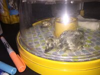 527109F0-5351-4087-BB82-445751808CF5.jpeg