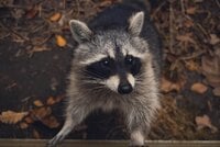 Raccoon - Chicken Predators - How To Protect Your Chickens From Coons