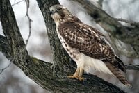 Red Tailed Hawk - Chicken Predators - How To Protect Your Chickens From Hawks