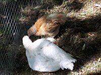 thumbnail_20200625_145533.jpg