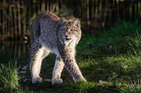 bobcat-3942670_960_720.jpg
