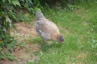 DSC_5505.JPG