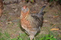 DSC_5451.JPG