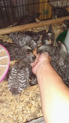 CHICKS (2).jpg