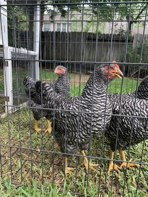 At what age do Barred Rock hens start laying eggs