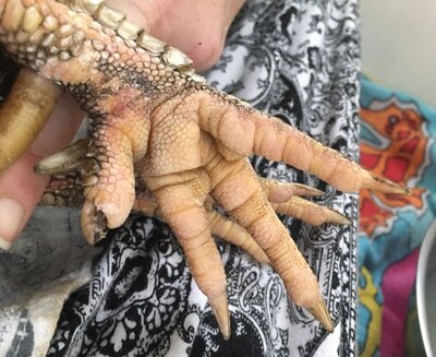 max feet6.jpg