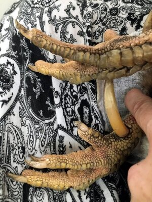max feet8.jpg