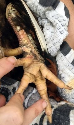 max foot2.jpg