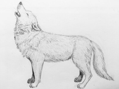 Ice wolf drawing.jpg