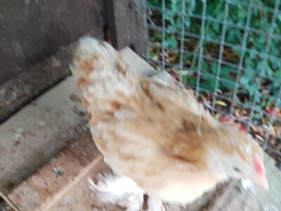 chick 4.jpg