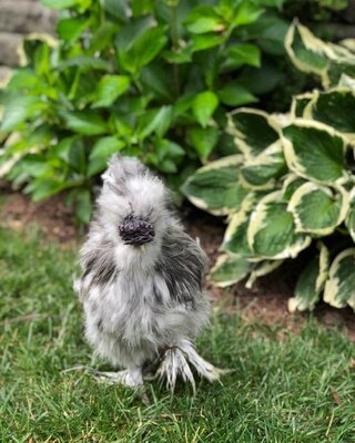 chickens4.jpg