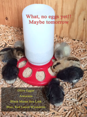 Chicks.jpg