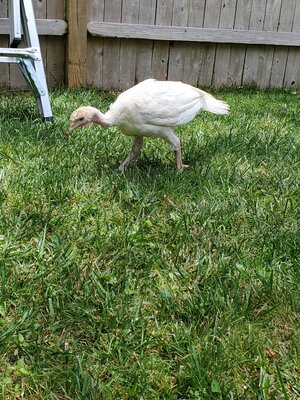 Male or female