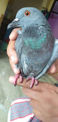IMG20200628171915.jpg