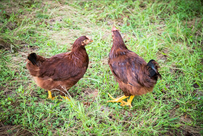 chickens004.jpg