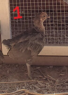 Chick1.jpg Chick1.jpg