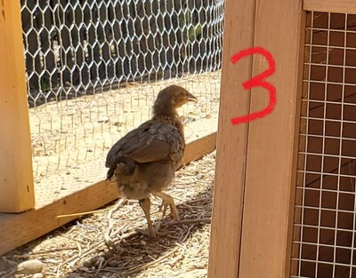 Chick4.jpg Chick4.jpg