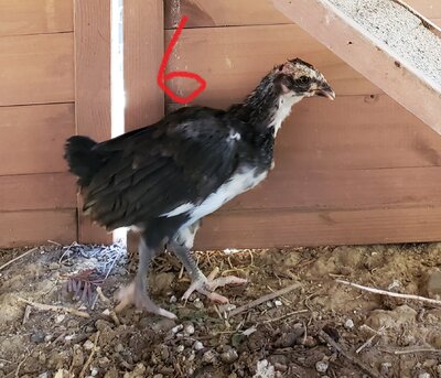 Chick7.jpg Chick7.jpg