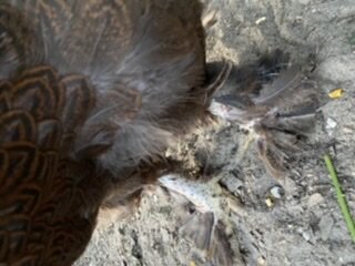 6D116806-918E-4DEA-B0EB-A1826BA67AA2.jpeg