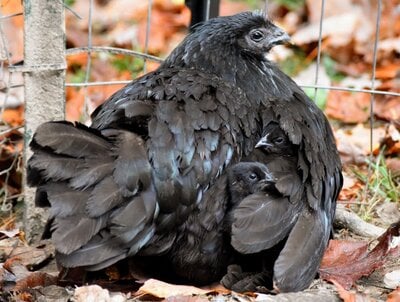 Guide to Letting Broody Hens Hatch and Raise Chicks