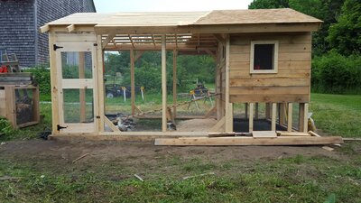 duckhouse ducks first in.jpg